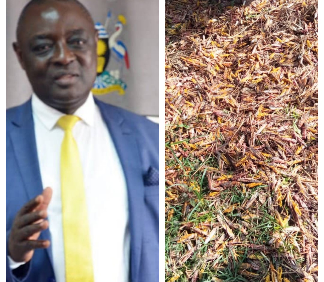 Min. Agriculture Asks Gov’t For Shs16Bn To Fight New Swarm Of Locusts