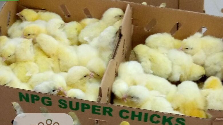 Gov’t Bans Importation Of Chicks Over Deadly Influenza Outbreak