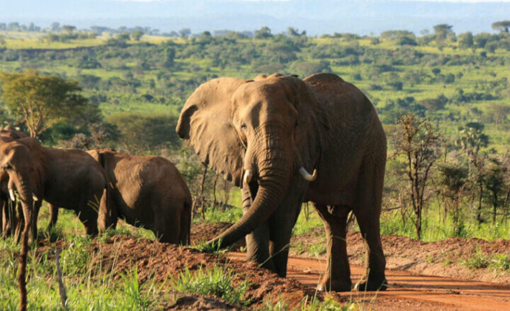Elephants took over 15 villages in Mitooma district.
