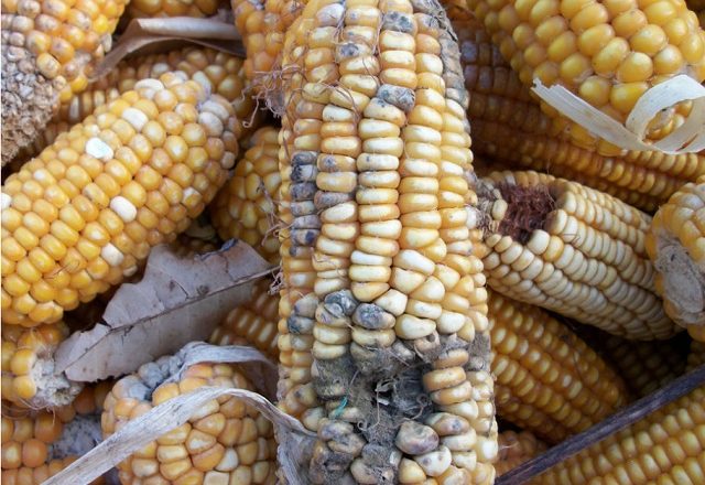 S.Sudan joins Kenya and impounds over 40 tones of substandard maize from Uganda.