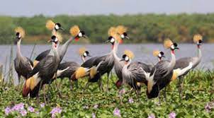 Police launches manhunt for killing of Crested Cranes.
